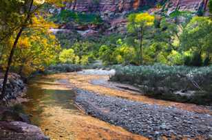 Zion, Fall color-4642.jpg